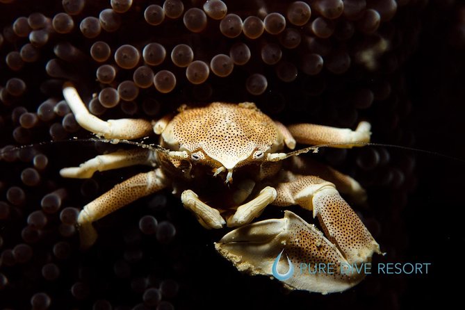 Nusa Penida Two Dives Trip for Certified Divers - Price and value: what $132 covers for a 5-hour program