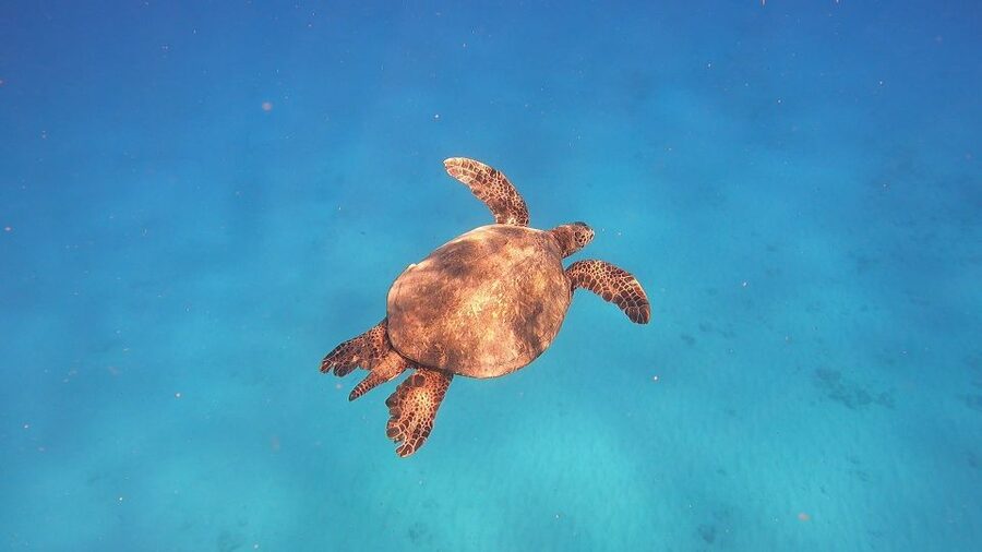 Oahu: Beginner SCUBA Dive at Electric Beach - Who should book this Electric Beach beginner session