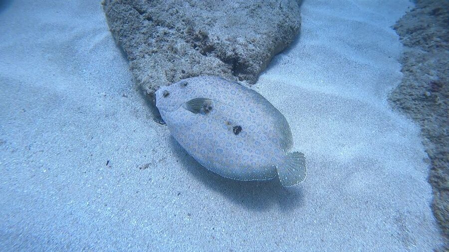 Oahu: Beginner SCUBA Dive at Electric Beach - Electric Beach at Kahe Point: where your whole 3 hours starts