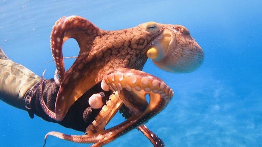Oahu: Beginner SCUBA Dive at Electric Beach - Reef time at Electric Beach: what you’ll look for (and why it feels special)
