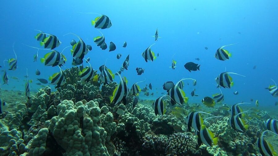 Oahu: Beginner SCUBA Dive at Electric Beach - What the photo package does for first-timers (and how it changes your focus)