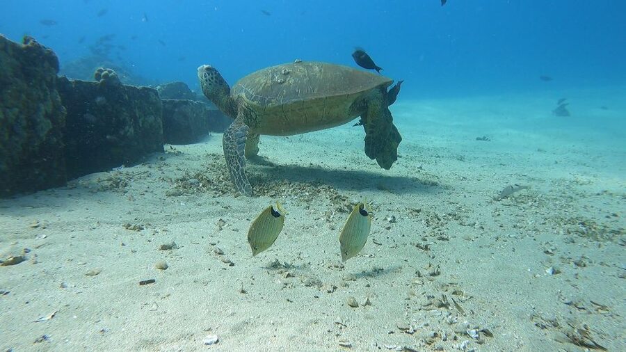 Oahu: Beginner SCUBA Dive at Electric Beach - Price and value: is $175 fair for a first time underwater experience?