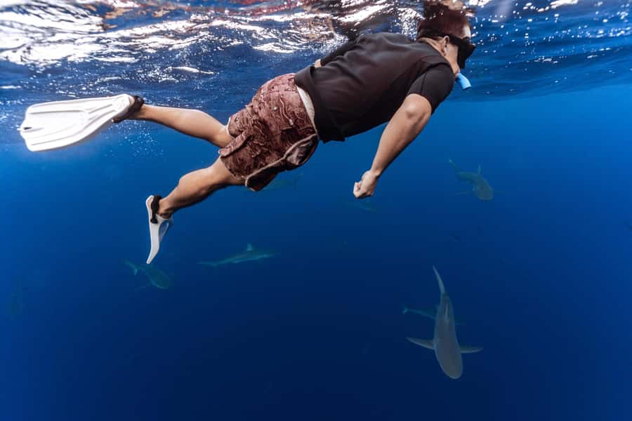 Oahu: Cageless Shark Dive Adventure - Key highlights you can count on