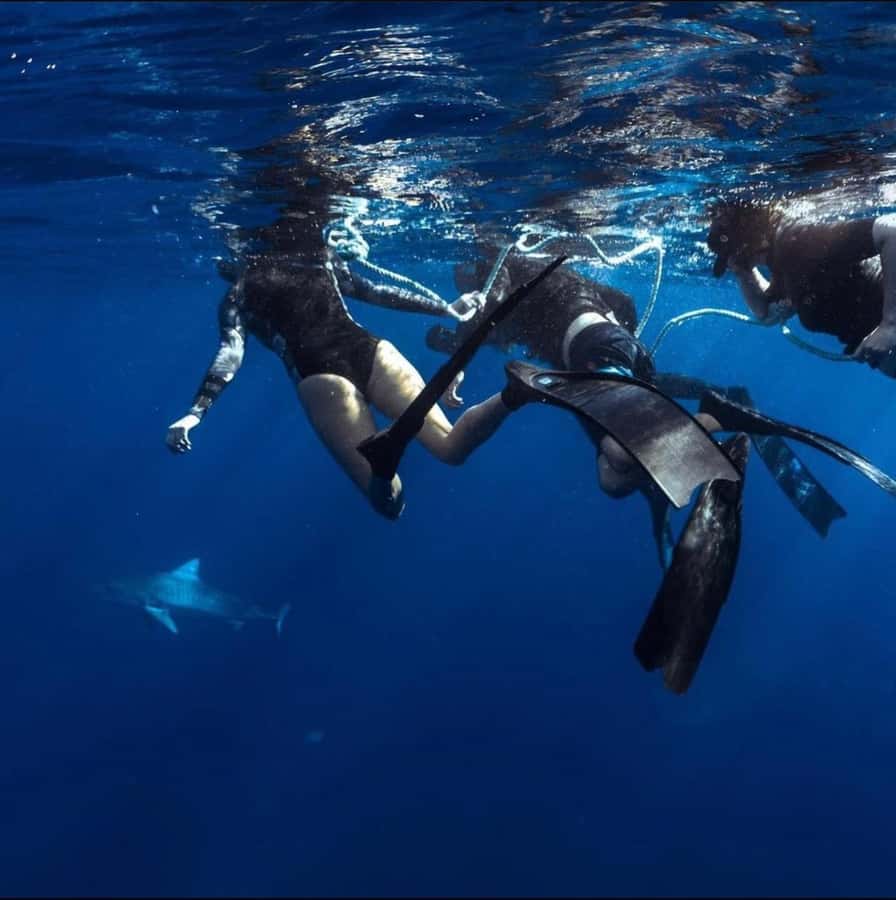 Oahu: Cageless Shark Dive Adventure - North Shore Oahu and a Cage-Free Shark Swim: What This Really Feels Like