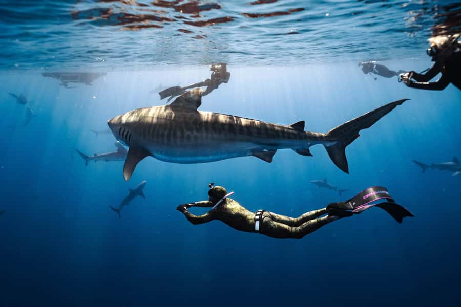 Oahu: Cageless Shark Dive Adventure - Safety coaching with trained safety divers: How they keep it controlled