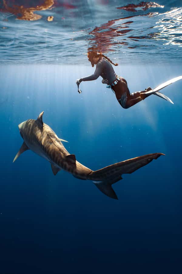 Oahu: Cageless Shark Dive Adventure - What you might see: Manō sharks, pelagics, and winter humpback songs