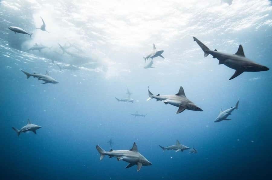 Oahu: Cageless Shark Dive Adventure - Price and value: Is $121 worth it for cage-free sharks?