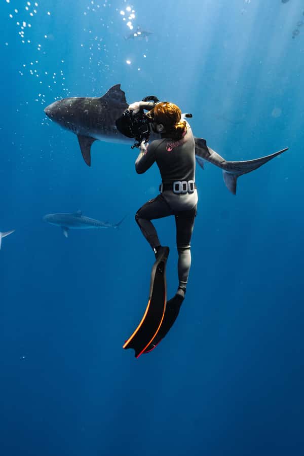 Oahu: Cageless Shark Dive Adventure - Who this is best for (and who should skip it)