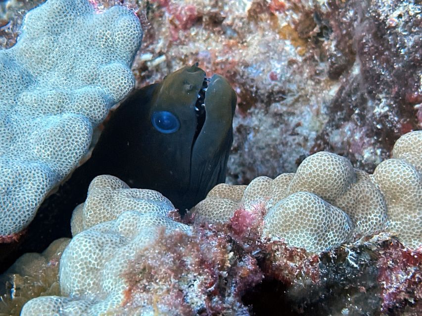Oahu Night Dive: Adventure for Certified Divers - What to pack (and what to plan for) before you go
