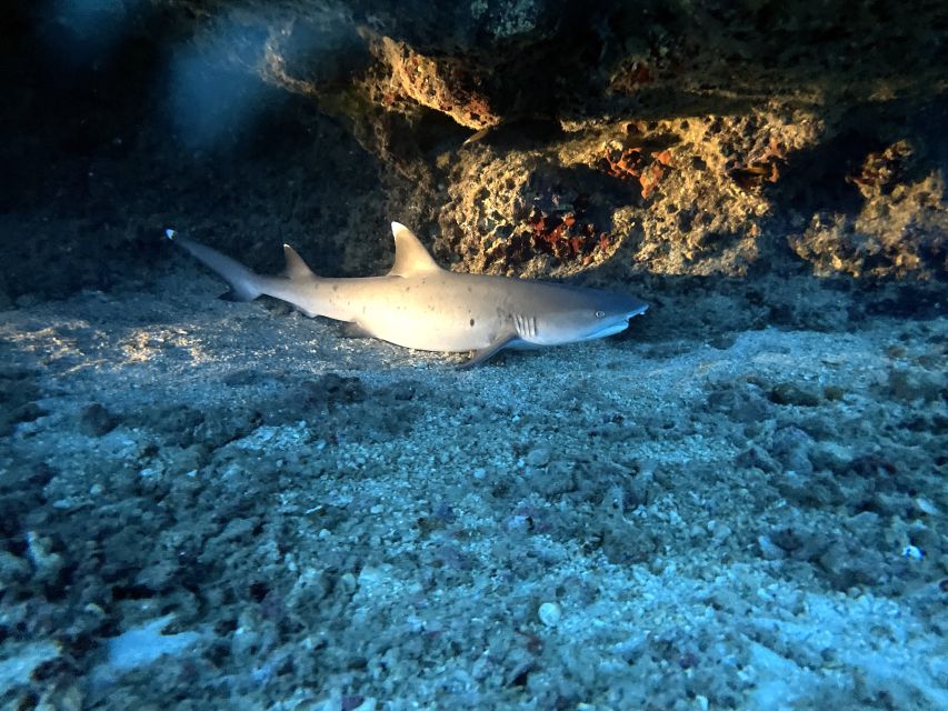 Oahu Night Dive: Adventure for Certified Divers - Gear rental: what you don’t have to stress about