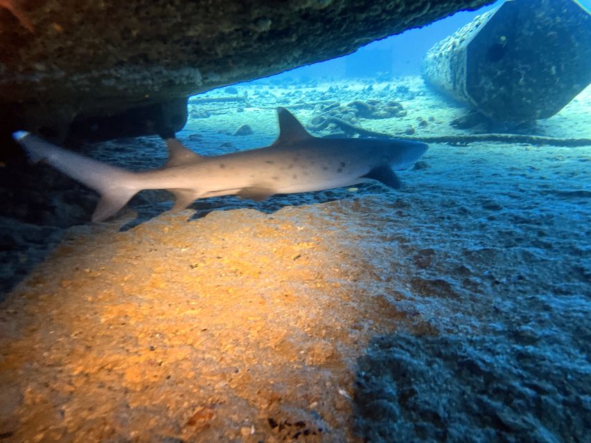 Oahu Night Dive: Adventure for Certified Divers - Price and value: what $248 gets you in real terms
