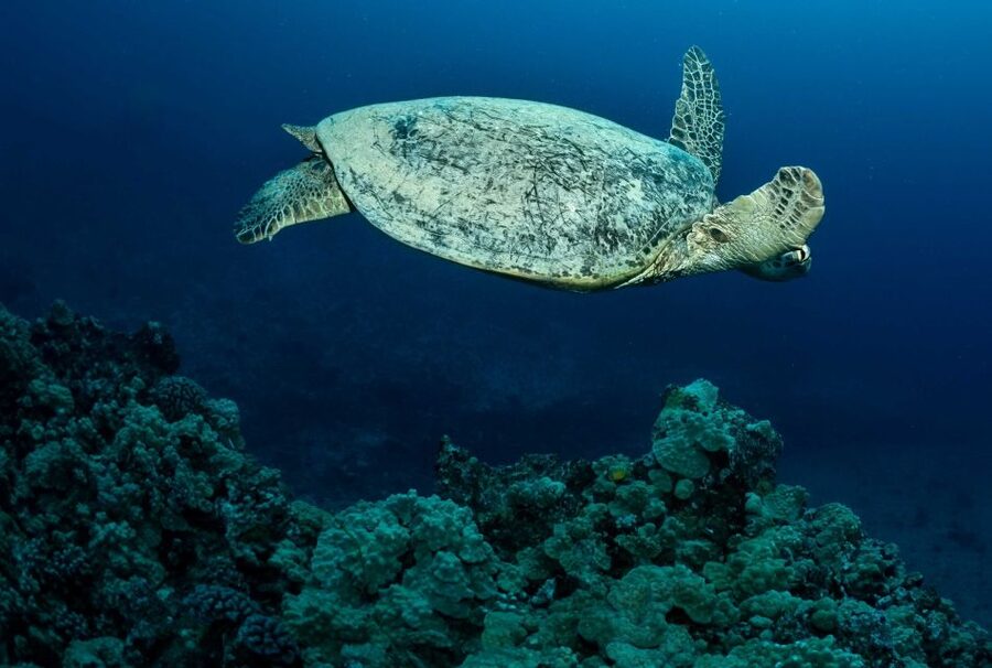 Oahu Night Dive: Adventure for Certified Divers - Who should book this Oahu night scuba outing