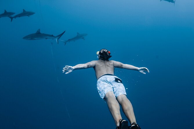 Oahu Open Water Shark Diving Experience - Key highlights at a glance
