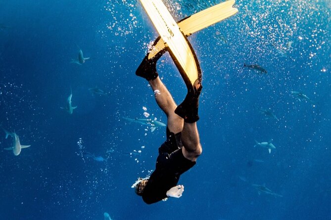 Oahu Open Water Shark Diving Experience - Why this Oahu shark swim feels more doable than you expect