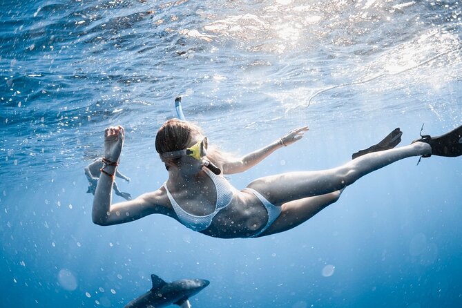 Oahu Open Water Shark Diving Experience - Setting out from Haleiwa: what the timing and route mean