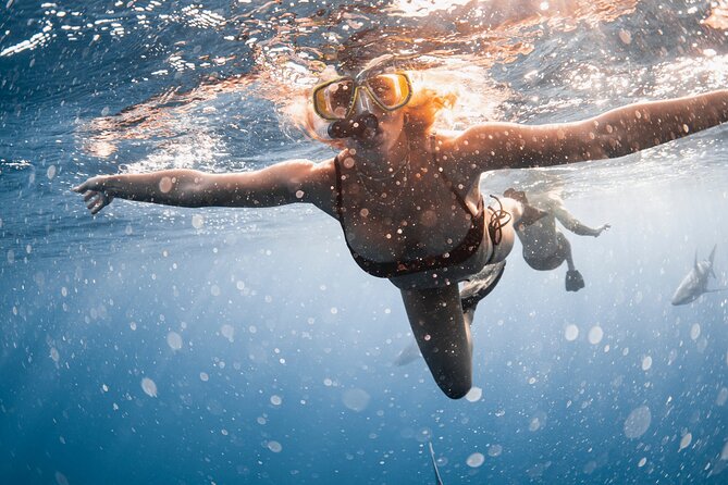 Oahu Open Water Shark Diving Experience - Stop-by-stop: Haleiwa to Pua’ena Point (and what to watch for)