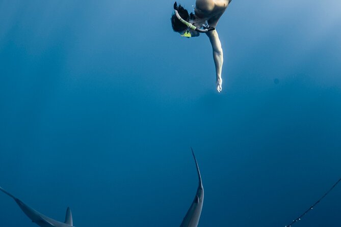 Oahu Open Water Shark Diving Experience - Safety and comfort: how the crew helps first-timers
