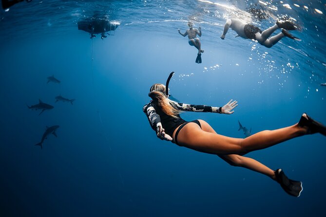 Oahu Open Water Shark Diving Experience - Shark sightings: what you can realistically hope to see