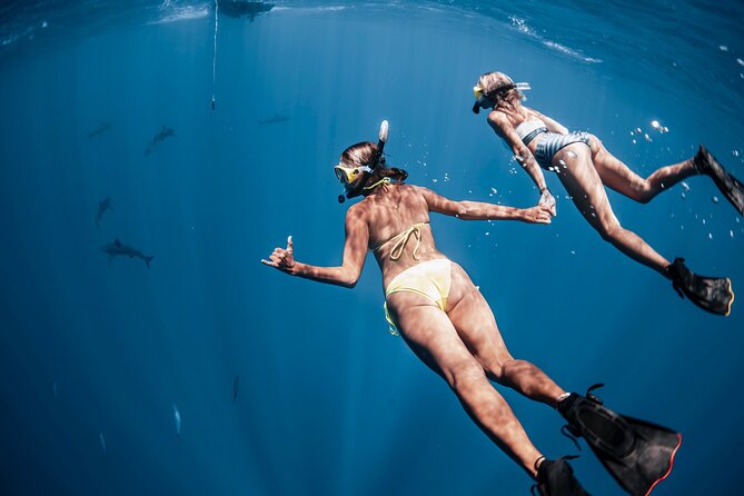 Oahu Open Water Shark Diving Experience - Underwater photos: how to get keepsakes without stress