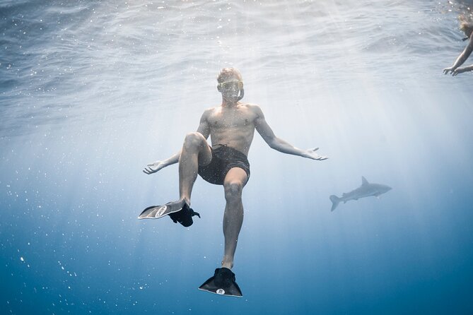 Oahu Open Water Shark Diving Experience - Who should book (and who should skip it)