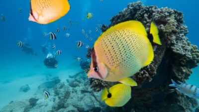 Oahu: Shallow Reef Scuba Dive for Certified Divers - The 25-minute safety briefing: where you learn how the day will work
