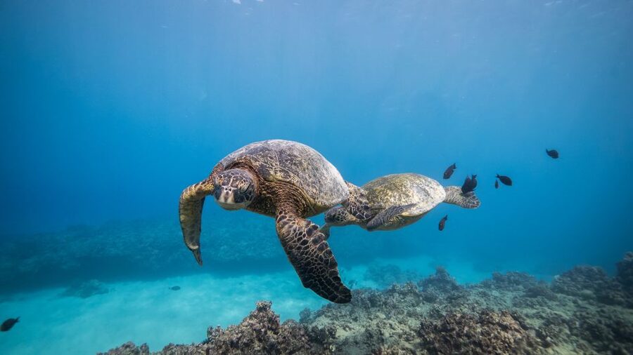 Oahu: Shallow Reef Scuba Dive for Certified Divers - Cruising Southern Oahu on a 46-foot Newton boat