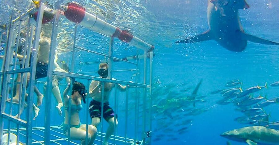 Oahu: Shark Cage Dive on the North Shore - Key points before you go