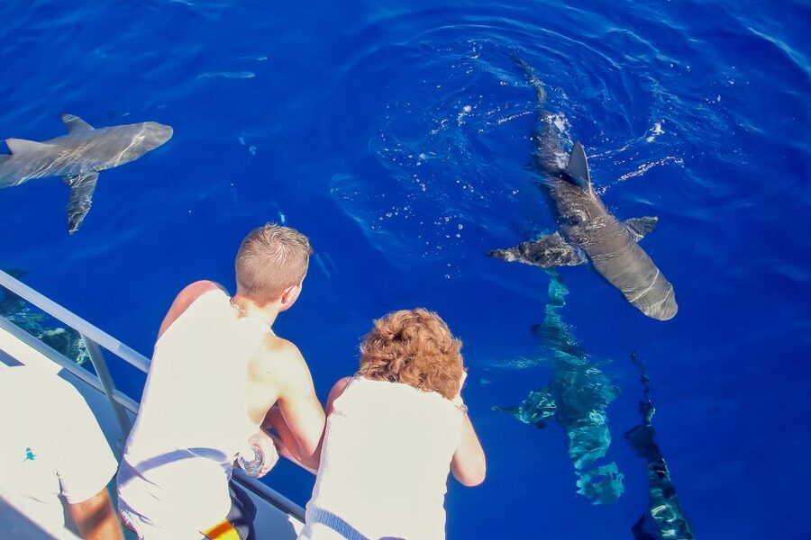 Oahu: Shark Cage Dive on the North Shore - Booking verdict: should you go?