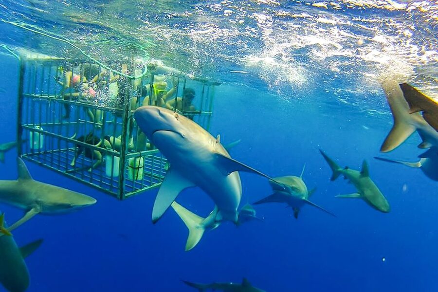 Oahu: Shark Cage Dive on the North Shore - Heading out from Haleiwa Small Boat Harbor