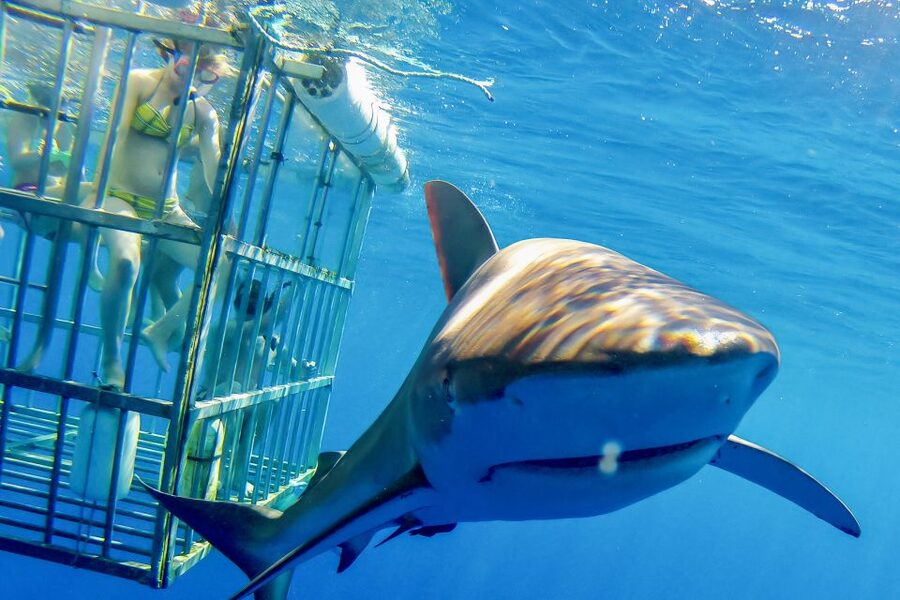 Oahu: Shark Cage Dive on the North Shore - The boat ride view: wildlife on the North Shore route