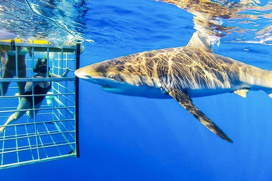 Oahu: Shark Cage Dive on the North Shore - Sharks up close: what the cage time actually feels like