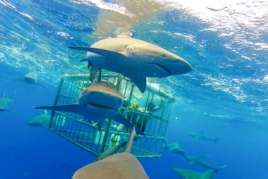 Oahu: Shark Cage Dive on the North Shore - What you can spot besides sharks (and why it’s not just luck)