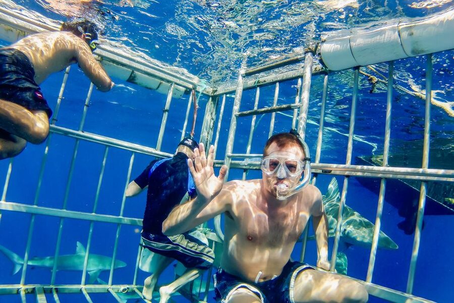 Oahu: Shark Cage Dive on the North Shore - Motion, waves, and nerves: the real-world comfort factor