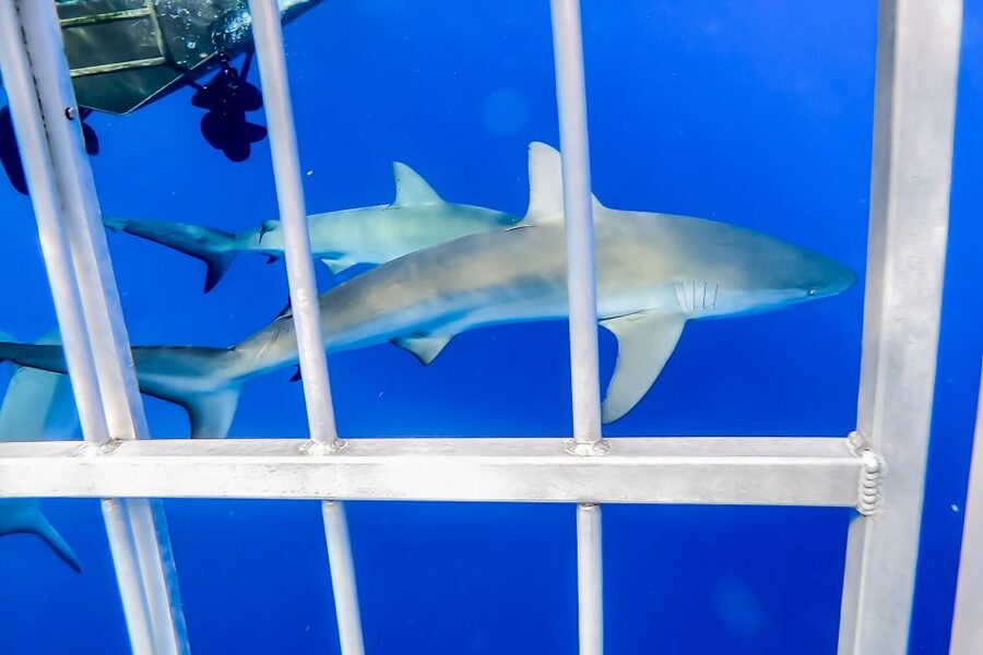 Oahu: Shark Cage Dive on the North Shore - Price and value: is $99 worth it?