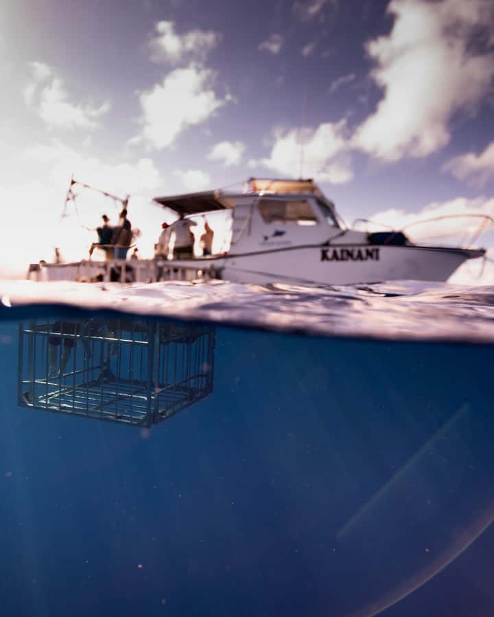 Oahu: Shark Cage Diving Experience - Key things to know before you go