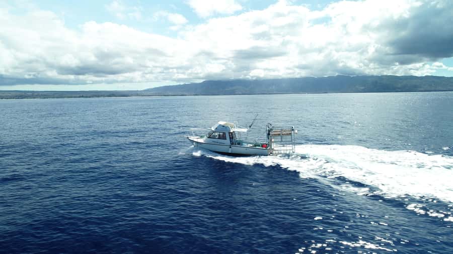 Oahu: Shark Cage Diving Experience - Oahu’s North Shore: why the boat ride matters
