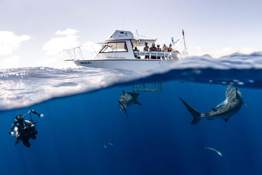 Oahu: Shark Cage Diving Experience - Inside the cage: what you’ll see through the plexiglass