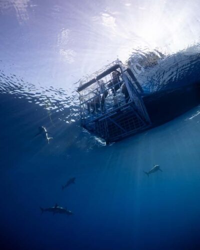 Oahu: Shark Cage Diving Experience - Boarding up, then switching to surface snorkeling