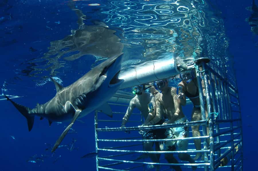 Oahu: Shark Cage Diving Experience - Timing, duration, and what 2 hours really feels like