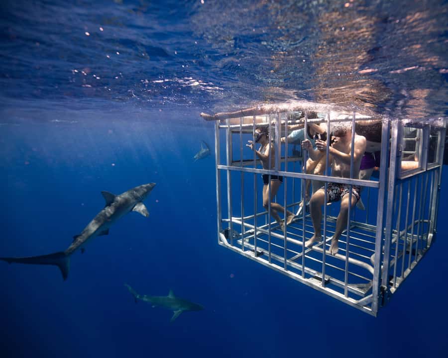 Oahu: Shark Cage Diving Experience - What to bring (and what not to do) for a smooth experience