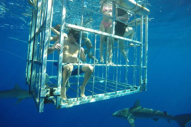 Oahu Shark Dive - North Shore to the cage: the flow of the outing