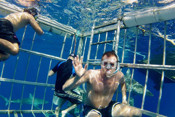 Oahu Shark Dive - The boat ride: turtles, dolphins, surfers, and winter humpbacks