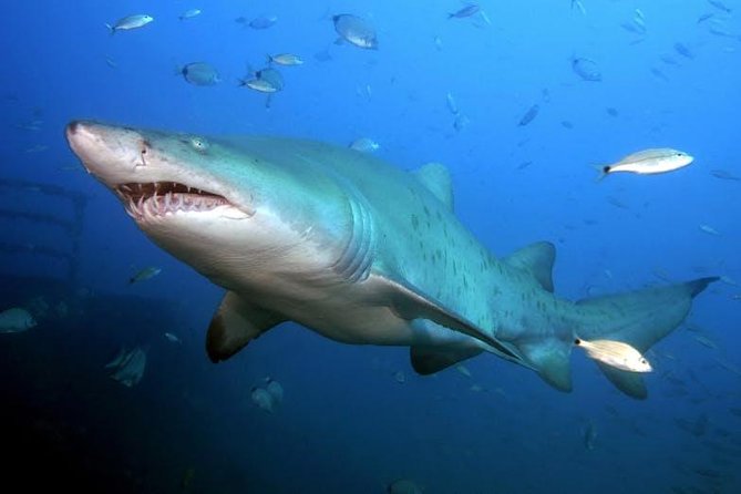 Oahu Shark Dive - Safety briefing and how the cage keeps it controlled