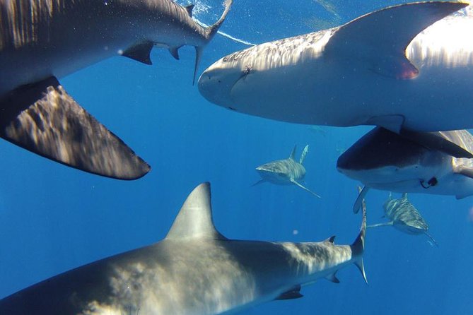Oahu Shark Dive - Sharks you may see: Galapagos, hammerhead, and sandbar