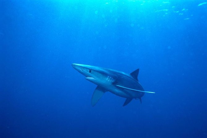 Oahu Shark Dive - Cage time vs. watching from the deck