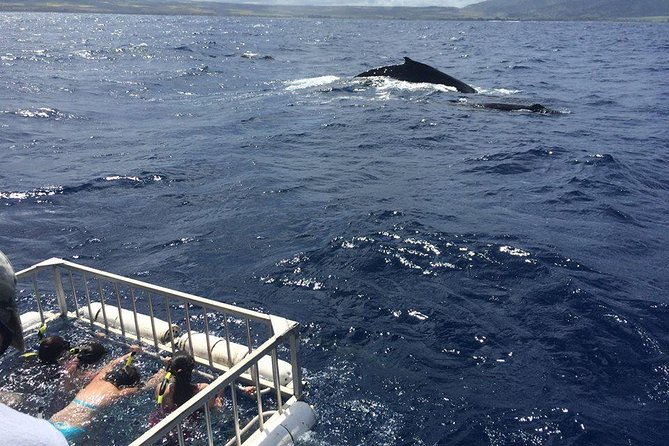 Oahu Shark Dive - Wildlife bonuses that make the trip feel bigger