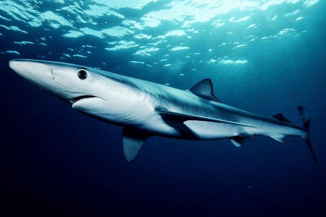 Oahu Shark Dive - Price and value: is $99.48 worth it?