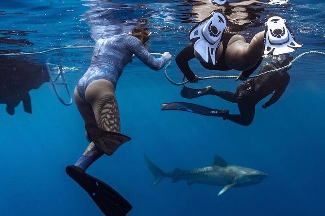 Oahu Shark Dive Educational Tour (No cage) - Key things to know before you go