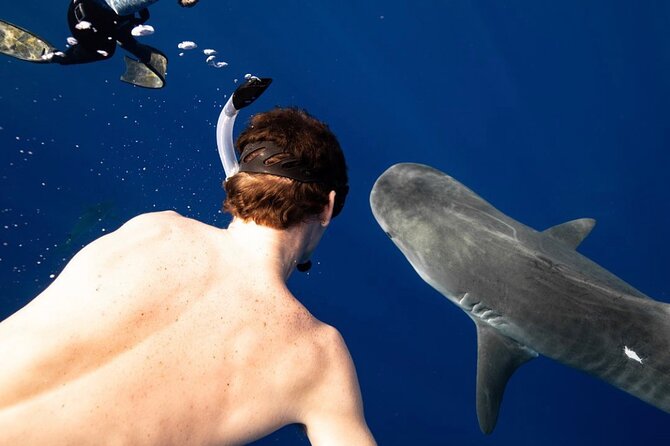 Oahu Shark Dive Educational Tour (No cage) - What No-Cage Shark Swimming Really Means on Oʻahu’s North Shore