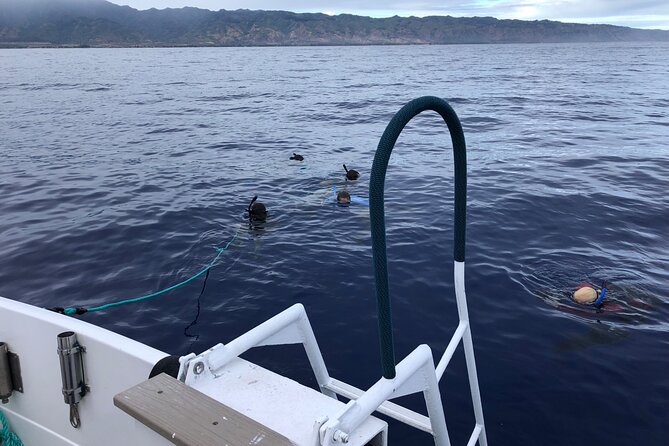 Oahu Shark Dive Educational Tour (No cage) - Open-Water Safety: The Rules That Help You Feel Calm